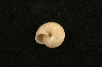 扁蝸牛藏品圖，第2張